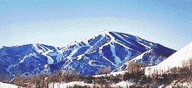 starbald.gif (13525 bytes)